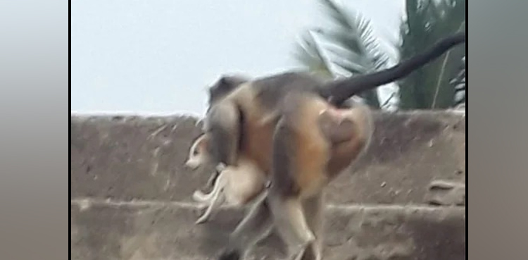 Monkeys, troop of monkeys, india, killed 250 dogs,