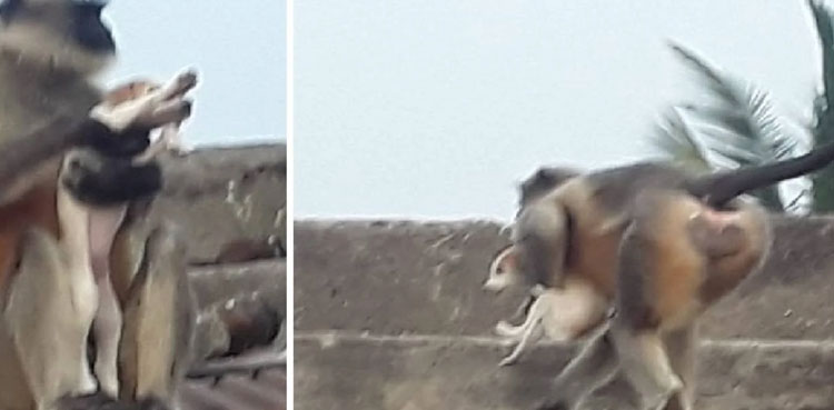 funny memes, dogs, monkey, revenge