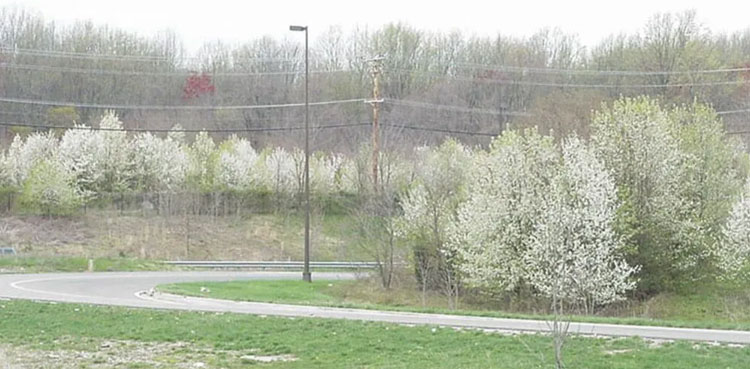 US states pear trees big reward
