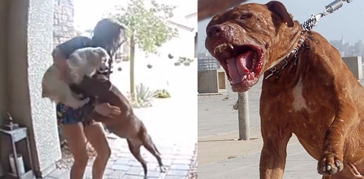 viral video amazon driver pit bull attack