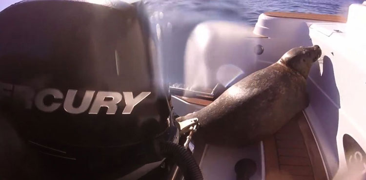 Seal boat killer whales