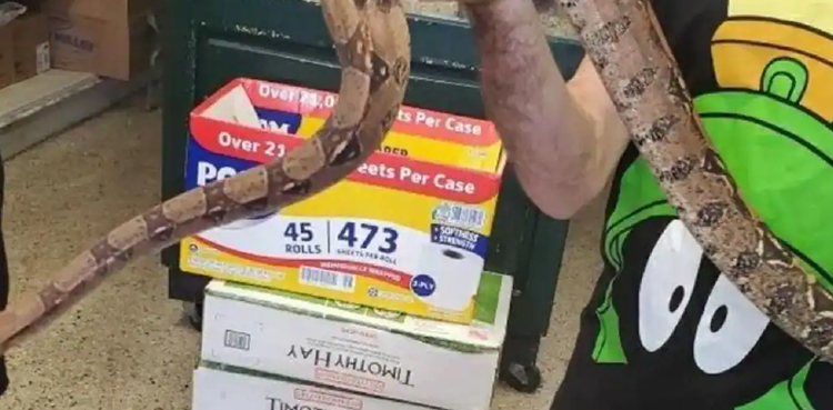 snake sofa police pictures