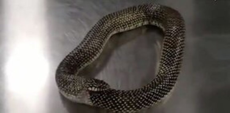 snake chomping its tail