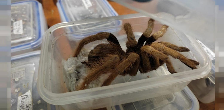 Colombia arachnids spiders scorpions