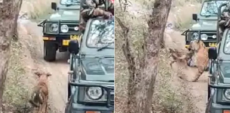 Tigress, Sultana, India, drags dog away