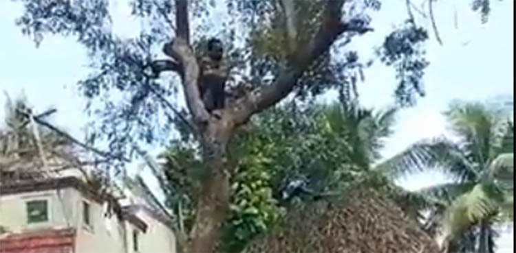 covid vaccination, vaccine, man climbs tree,