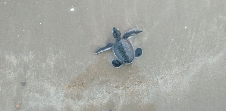 Sindh wildlife team green turtles