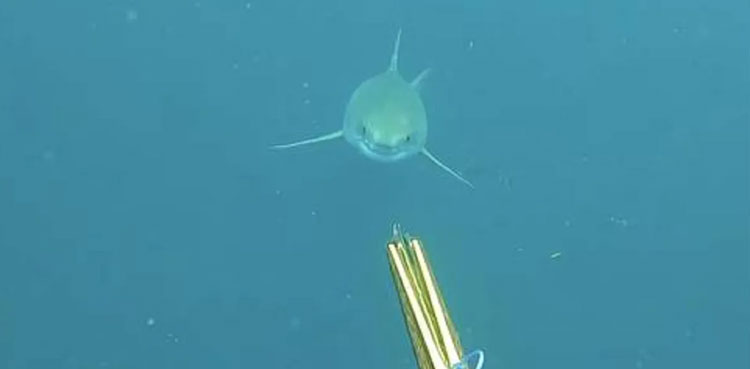 white-shark-video-face-to-face