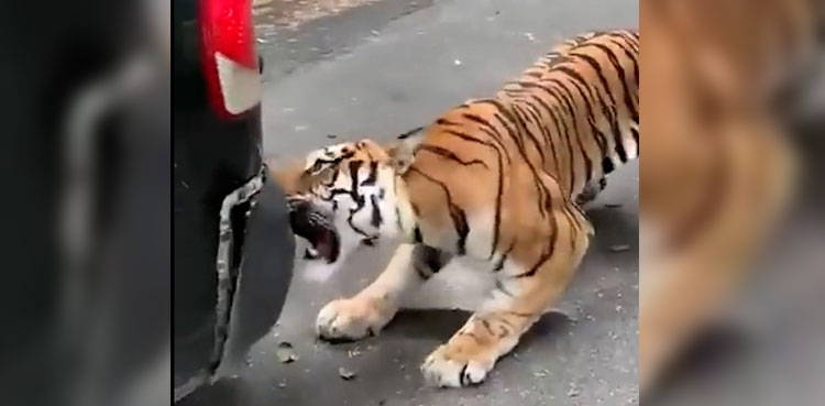 Tiger SUV bumper