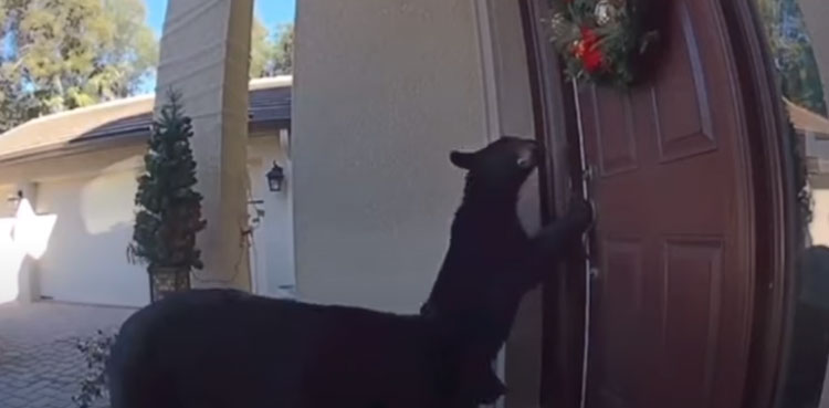 bear cub opening door house video
