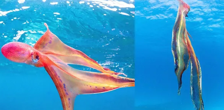 octopus, Rare blanket, Australia, Viral