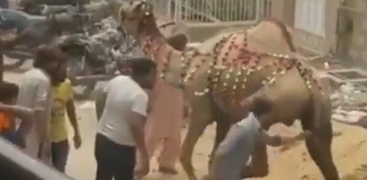 hit camel, instant karma, camel attacking, man