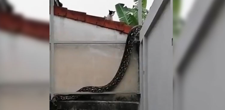 Python climbs Wall