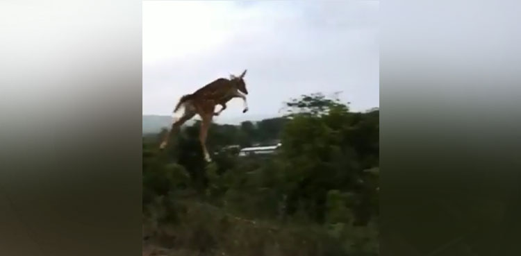 deer-flying-viral-video