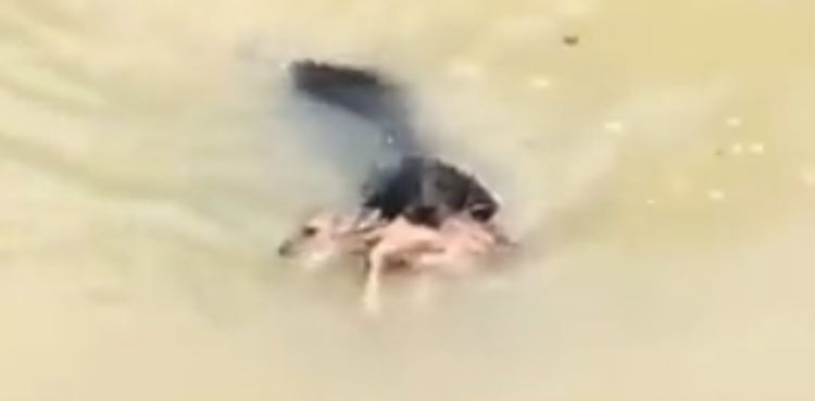 viral, video, dog, deer