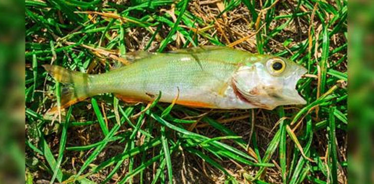 Fish, fall from sky, during rain, united states