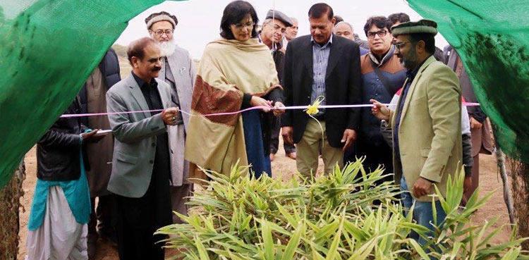 Pakistan's first-ever ginger harvest