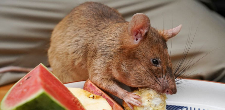 Sniffing Hero Rat Magawa