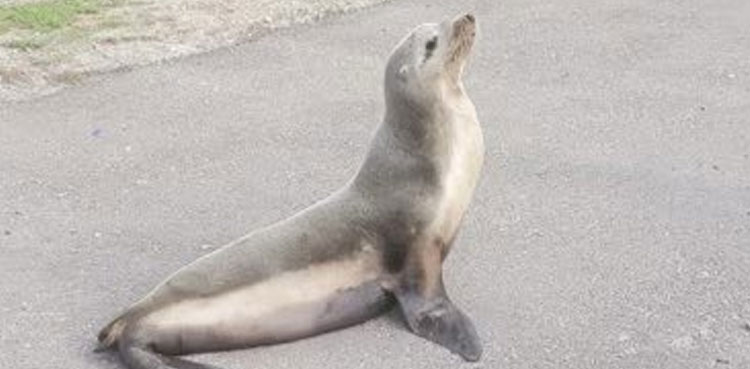 sea lion highway motorists traffic viral video
