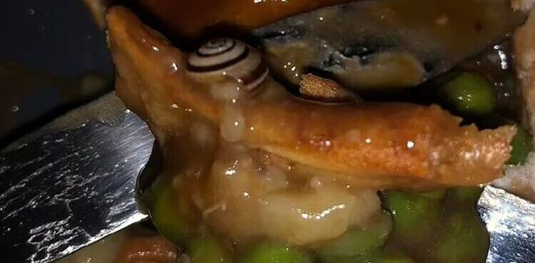 Snail Found in Dinner