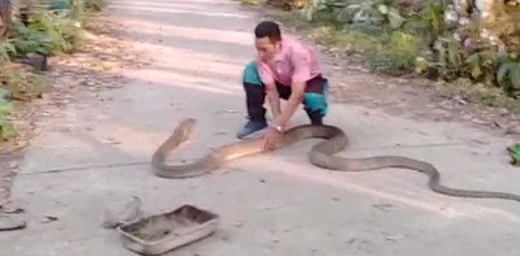 snake, cobra