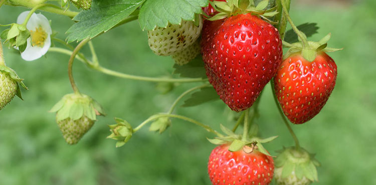 Strawberry season has arrived early to UK in 2025