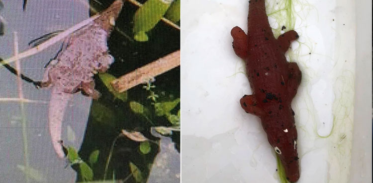 zoo-mysterious-creature-toy-crocodile