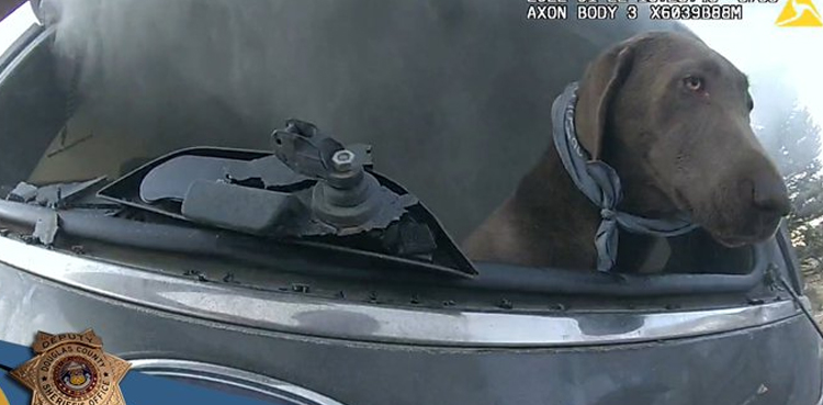 SUV, United States, burning SUV, Saves Dog