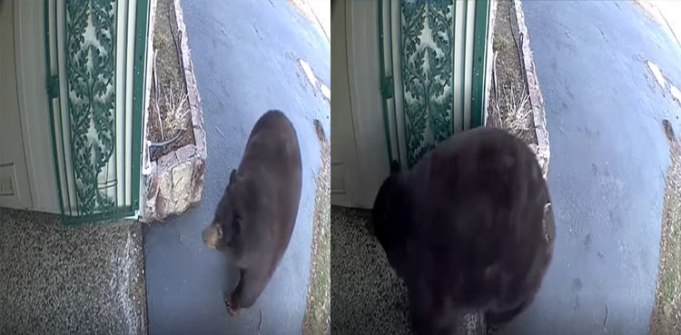 bears wreak havoc, Lake Tahoe, Property damage, Bears