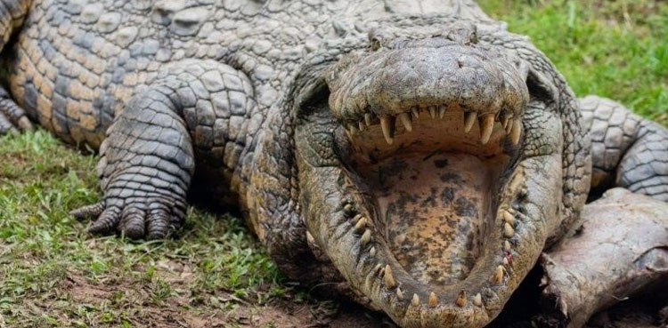 Man arrested, crocodile meat, Viral