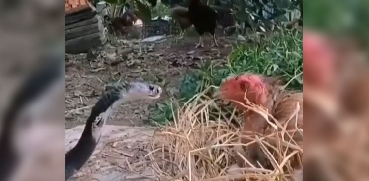 Cobra snake hen eggs viral video
