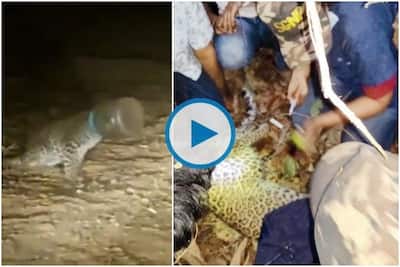 Leopard viral video