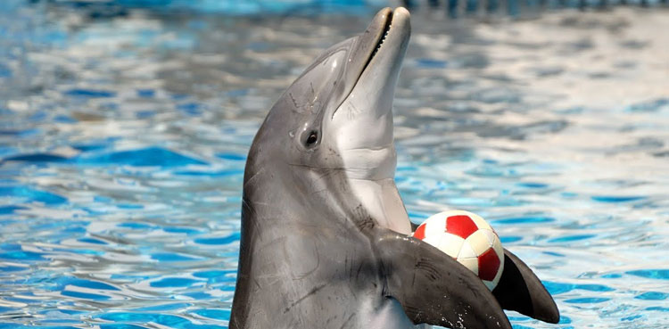 Dolphin bites warning, Japanese beaches