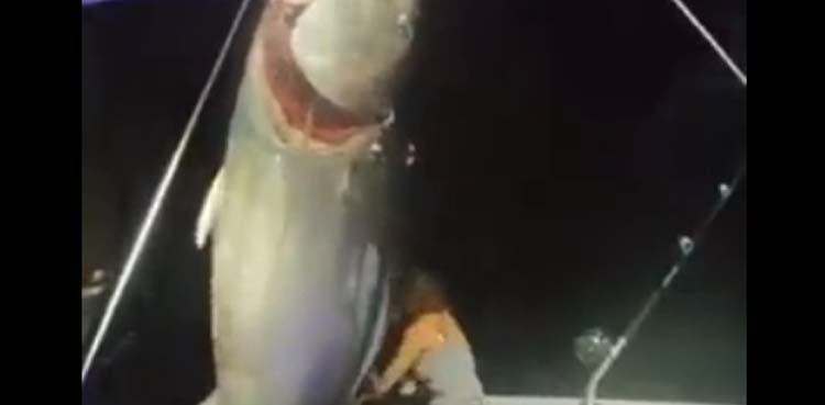 bluefin tuna fish
