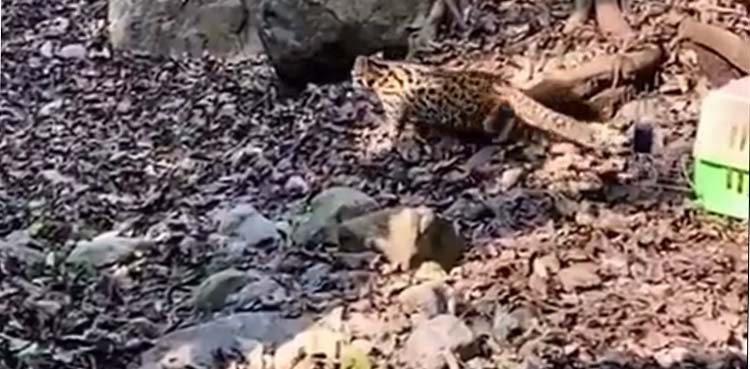 leopard cat, margalla hills,imran khan,
