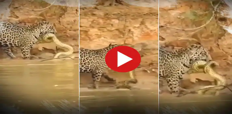 viral-video-snake-bites-angry-leopard