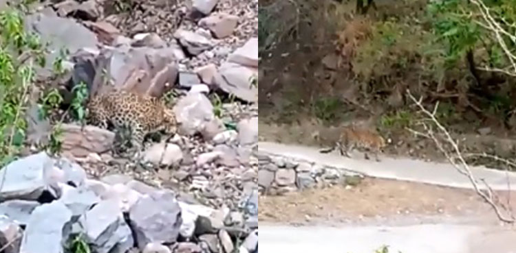 azad kashmir leopard killing