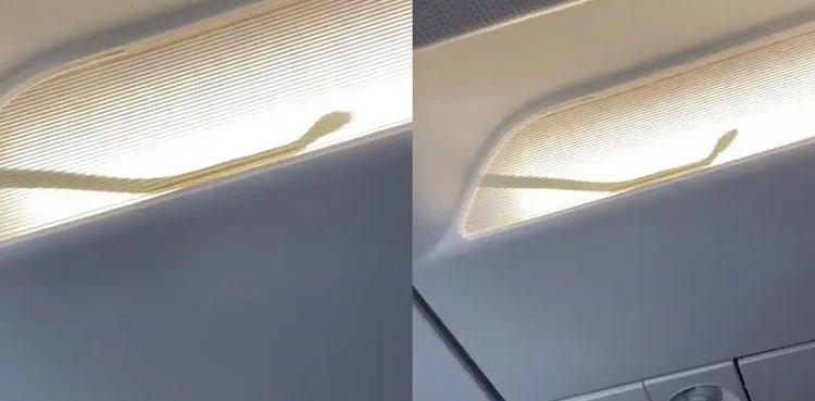snake plane viral video