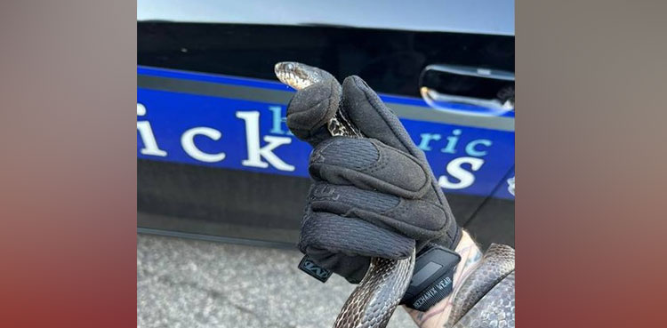 south-carolina-snake-police