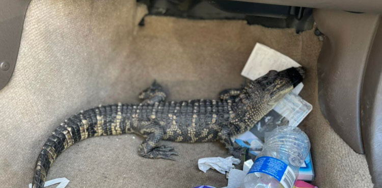 us-man-alligator-arrest-driving