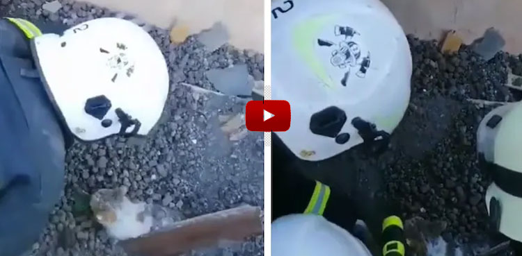 firefighters rescue cat rubble Ukraine