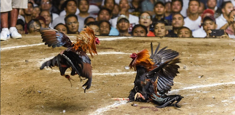 Cockfight, Gumen, Mexico, illegal