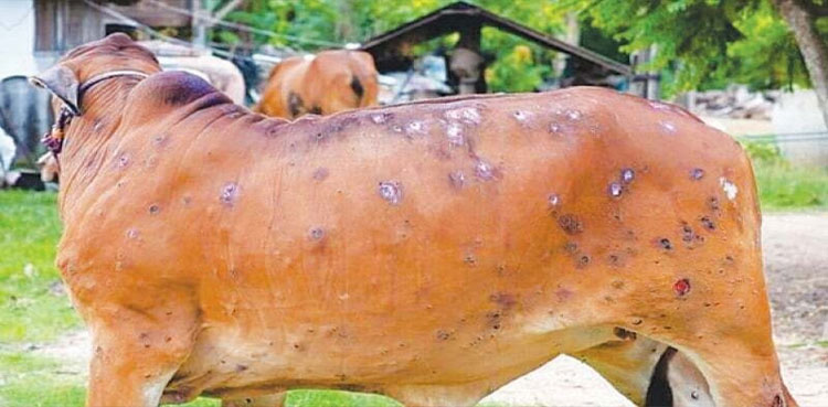 DUHS to prepare vaccine against lumpy skin disease