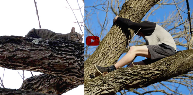 Viral Teen stuck tree rescue cat