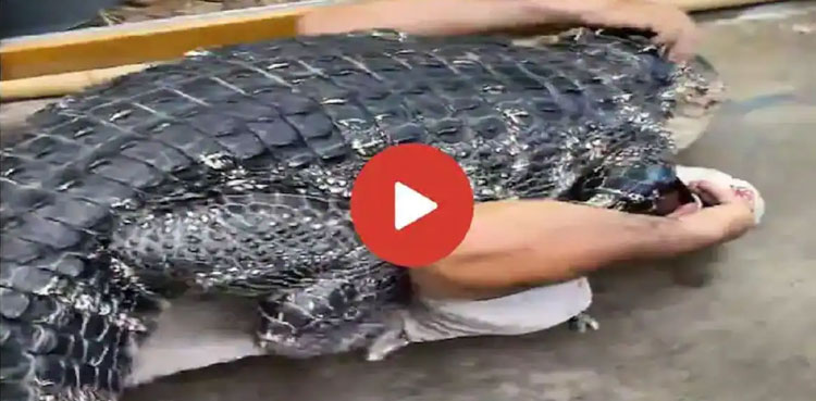 alligator jumps man viral