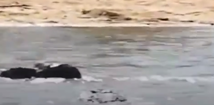 Buffalo, inspirational video, Video, crocodile attack