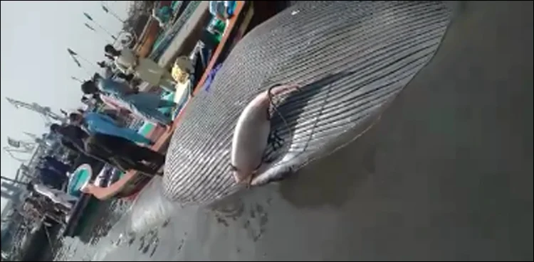 Dead whale, Karachi, Whale, Manohra Island