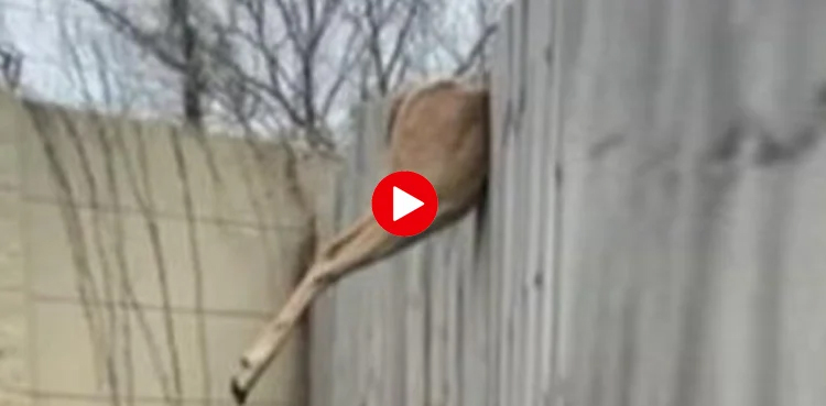 Deer stuck