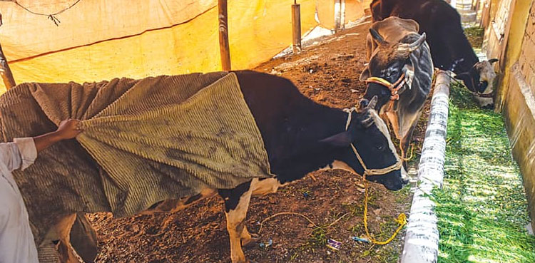 Karachi Dairy Farmers