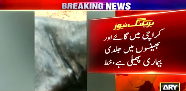 Livestock disease, Karachi, dairy farmers